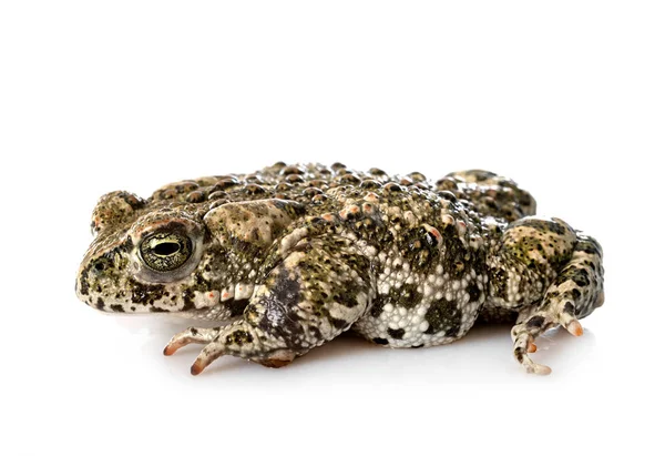 Natterjack Rospo Davanti Sfondo Bianco — Foto Stock