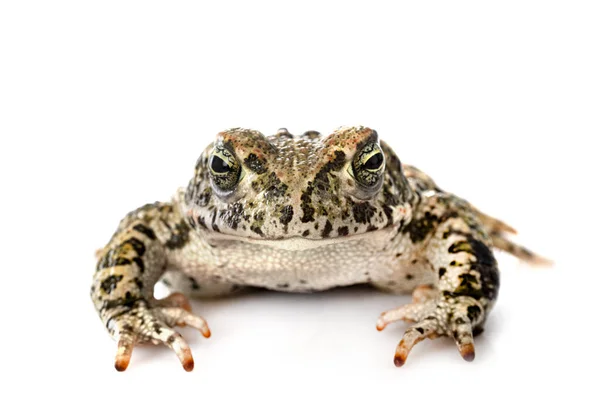 Natterjack Crapaud Face Fond Blanc — Photo