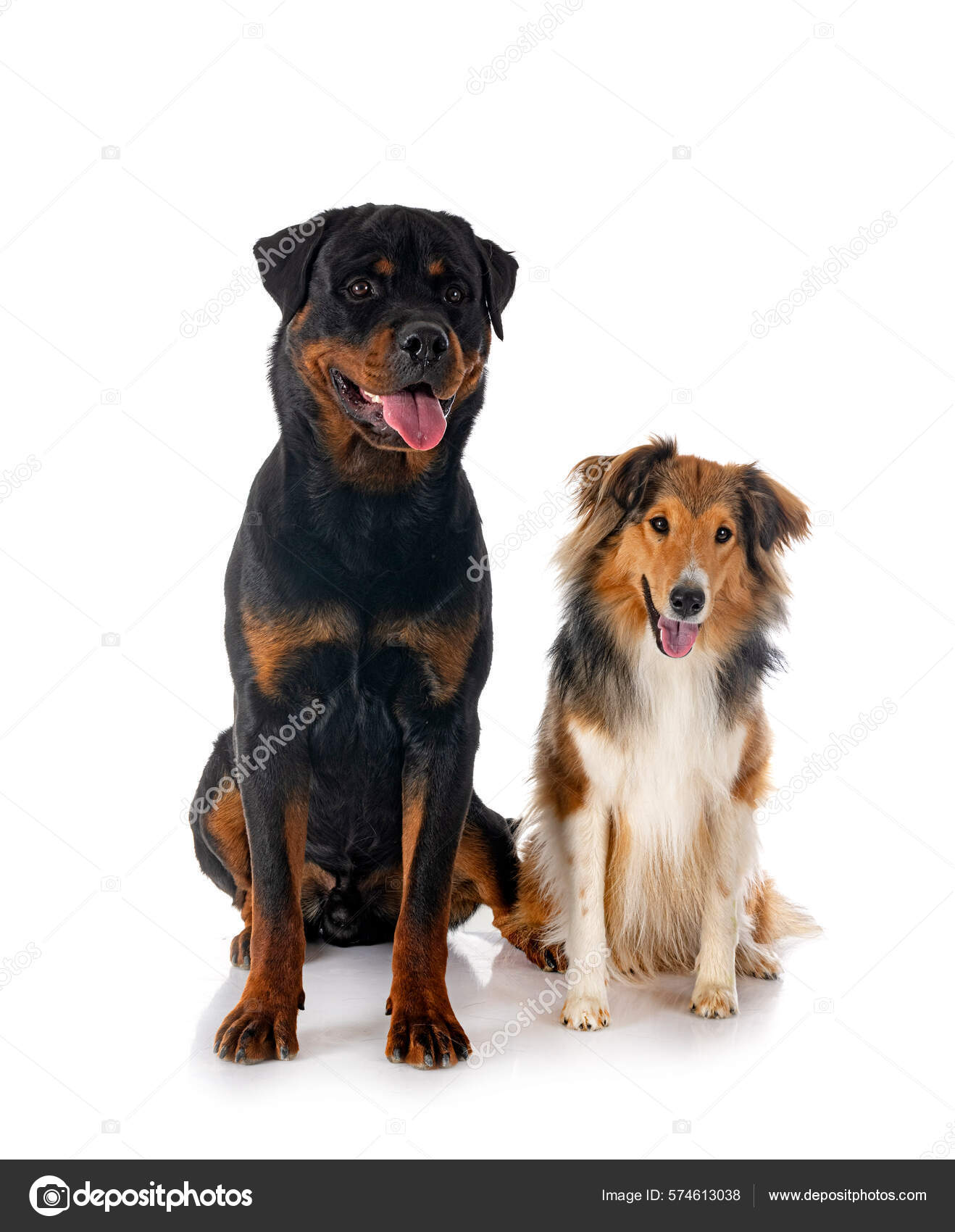 Shetland Sheepdog Rottweiler Front White Background Stock Photo by