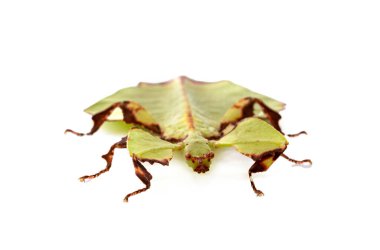 Beyaz arka plan önünde böcek sopa