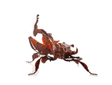 Beyaz arkaplan önünde hayalet peygamberdevesi