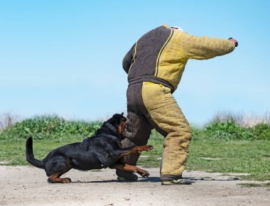 Genç Rottweiler koruma sporu ve polis eğitimi alıyor.