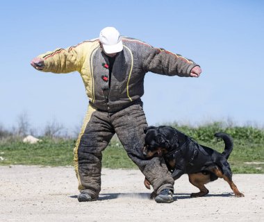 Genç Rottweiler koruma sporu ve polis eğitimi alıyor.