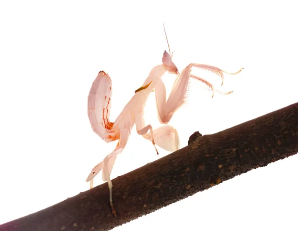 Hymenopus Coronatus Előtt Fehér Háttér — Stock Fotó