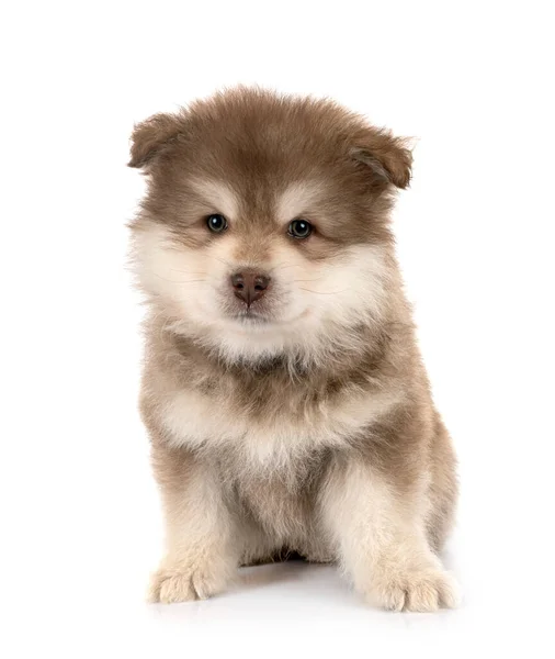 Pup Finse Lapphund Voorkant Van Witte Achtergrond — Stockfoto