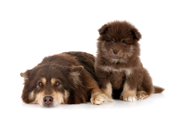 在白人背景面前的小狗和成人芬兰语Lapphund — 图库照片