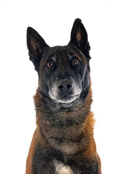 Belgischer Schäferhund Vor Weißem Hintergrund — Stockfoto