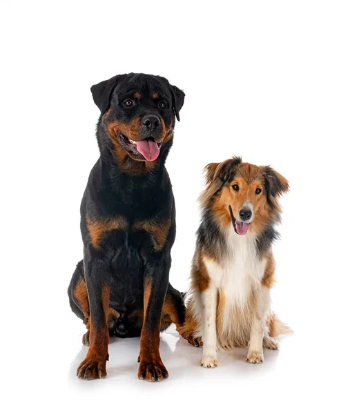 Shetland Sheepdog Rottweiler Frente Fundo Branco — Fotografia de Stock