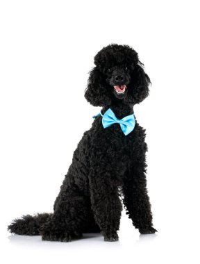 Beyaz arka planda siyah kaniş