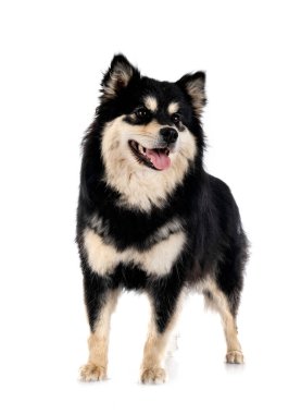 Beyaz arkaplan önünde Fince Lapphund