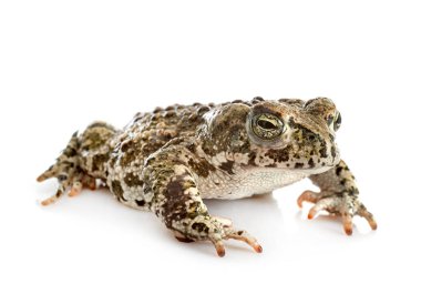 Beyaz arkaplan önünde Natterjack karakurbağası