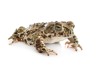 Natterjack toad in front of white background clipart