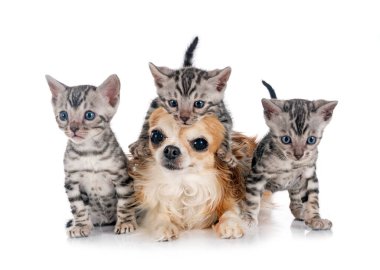 Bengal kedi ve beyaz arka plan önünde chihuahua