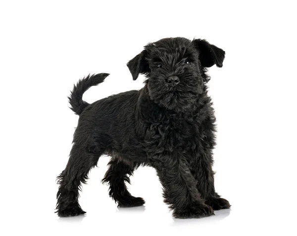 Zwart Miniatuur Schnauzer Voorkant Van Witte Achtergrond — Stockfoto