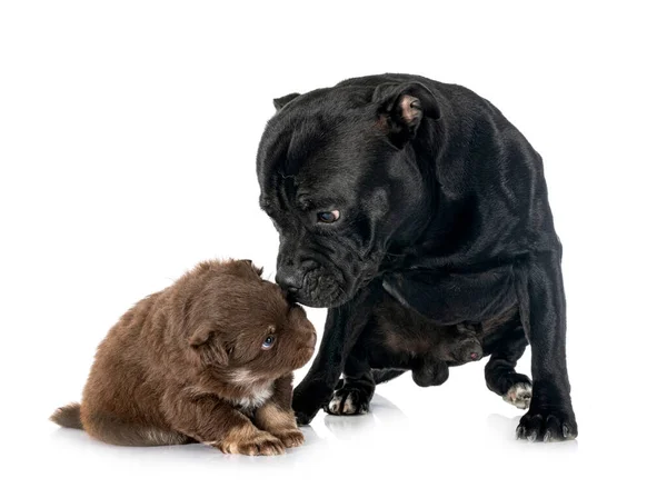 Welpe Finnischer Lapphund Und Personal Vor Weißem Hintergrund — Stockfoto