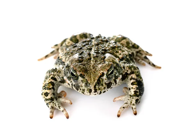 Natterjack Crapaud Face Fond Blanc — Photo