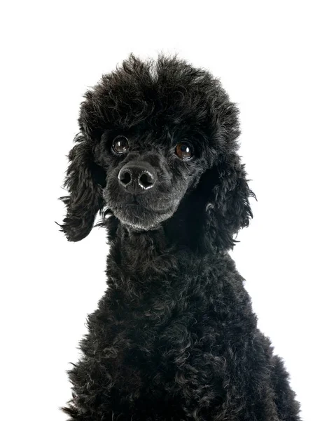 Caniche Negro Delante Fondo Blanco — Foto de Stock