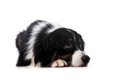 Avustralya çobanı beyaz arka planda.