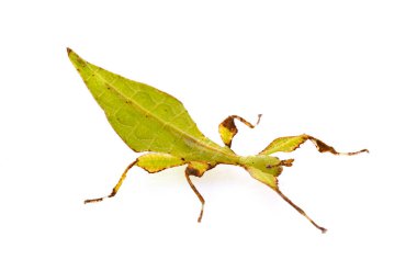 Beyaz arka plan önünde böcek sopa