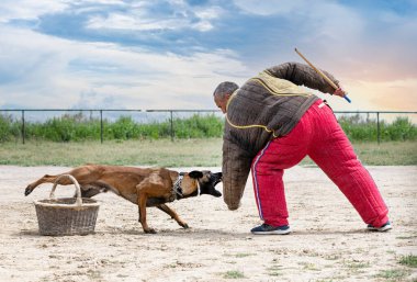 Genç Belçikalı çoban köpeği doğada güvenlik eğitimi alıyor.