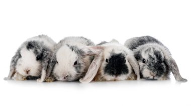 Beyaz arkaplan önünde mini loplar