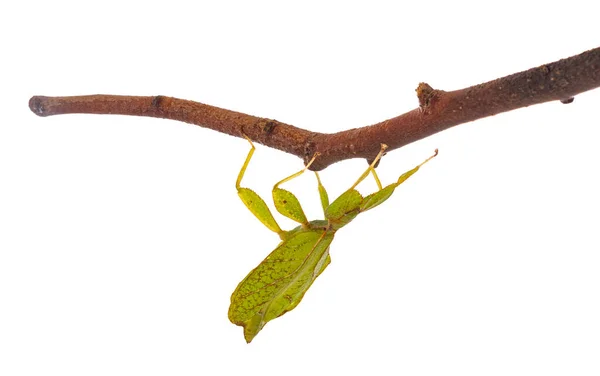 Stick Insect Front White Background — Stock Photo, Image