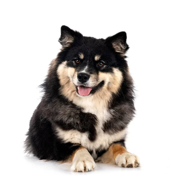 Lapphund Finlandés Frente Fondo Blanco —  Fotos de Stock