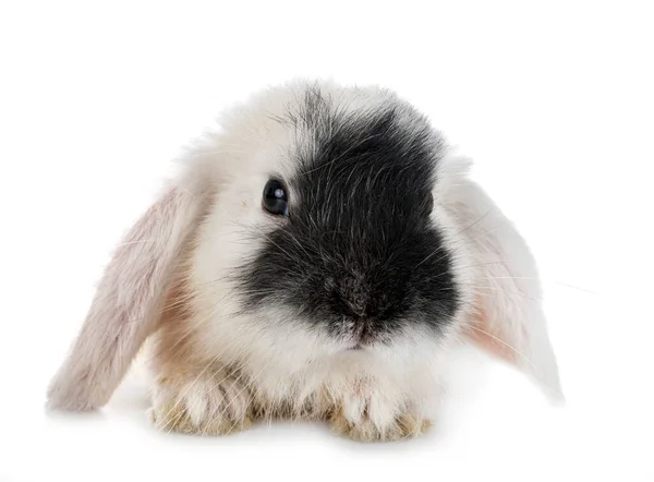 Mini Lop Framför Vit Bakgrund — Stockfoto