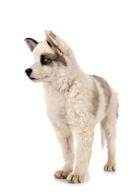 Beyaz arka plan önünde genç Yakutian Laika