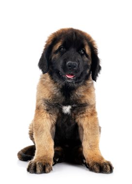 Beyaz arka planda köpek yavrusu Leonberger