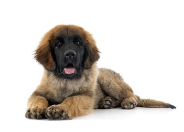 Beyaz arka planda köpek yavrusu Leonberger