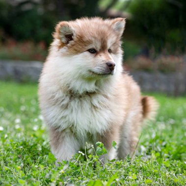 Yavru Fince Lapphund bahçede oynuyor