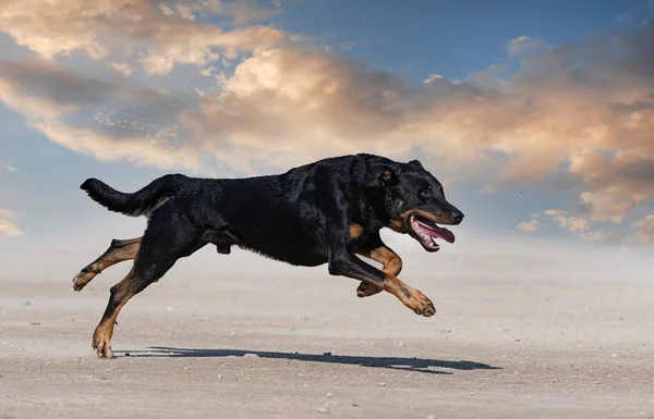 Sheepdog Beauce Training Nature Security — Stock Photo, Image