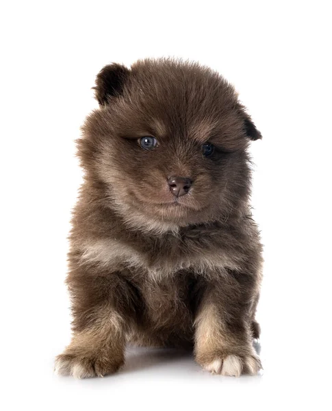 Štěně Finský Lapphund Přední Části Bílého Pozadí — Stock fotografie
