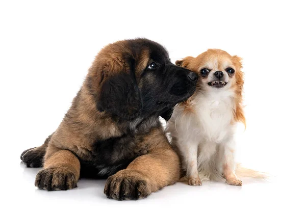 Beyaz Arka Planda Köpek Yavrusu Leonberger Chihuahua — Stok fotoğraf