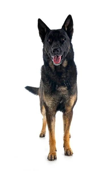 Adult German Shepherd Front White Background — Stock Photo, Image