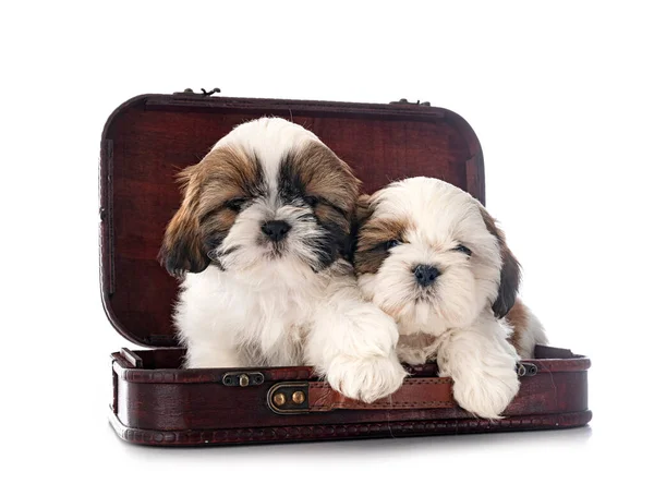 Chiots Shih Tzu Devant Fond Blanc — Photo