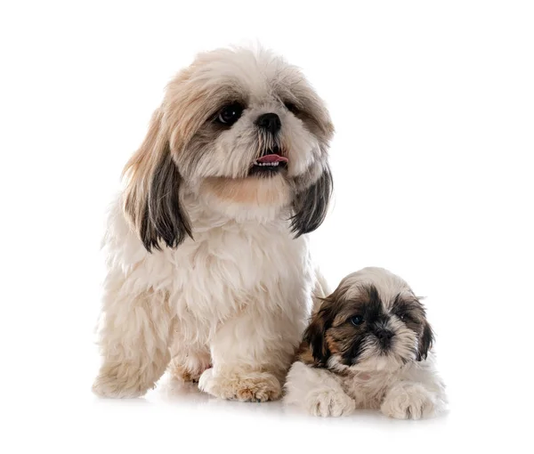 Family Shih Tzu Front White Background — Zdjęcie stockowe