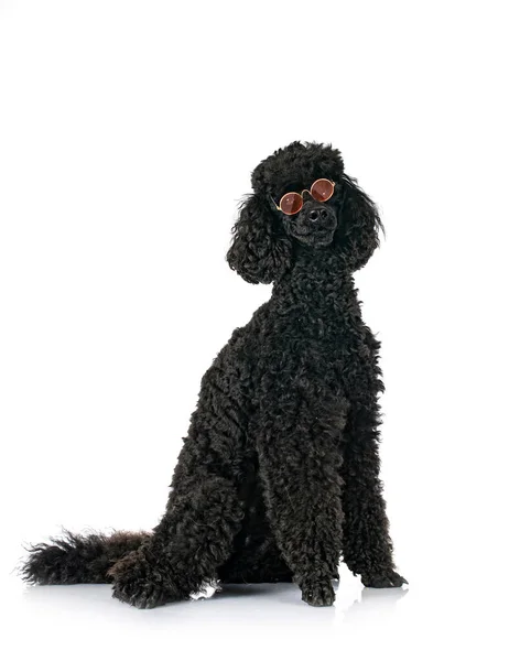 Black Poodle Front White Background — Stock Photo, Image