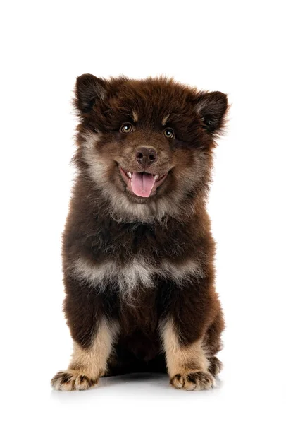 Cachorro Finlandés Lapphund Delante Fondo Blanco —  Fotos de Stock