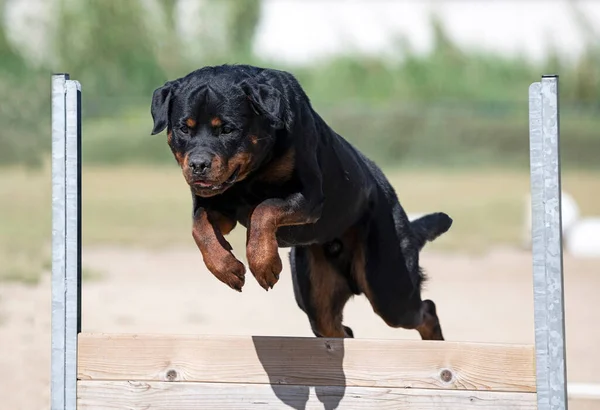 在栅栏上训练Rottweiler以遵守纪律 — 图库照片