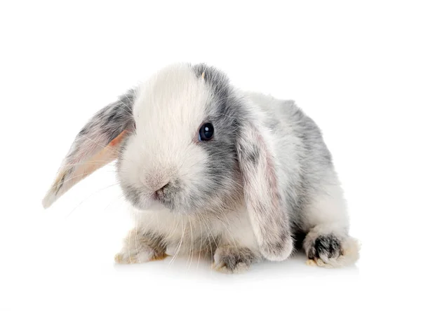 Mini Lop Delante Fondo Blanco — Foto de Stock