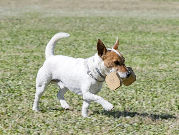 jack russel terrier is training for obedience competition in a club