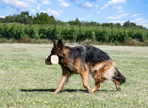 Junge Schäferhunde Trainieren Der Natur Für Sicherheit — Stockfoto