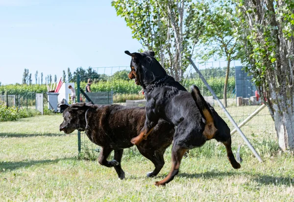 Młody Rottweiler Bawiący Się Trzcinowym Corso Ogrodzie — Zdjęcie stockowe