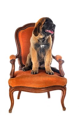 Beyaz arka planda köpek yavrusu Leonberger