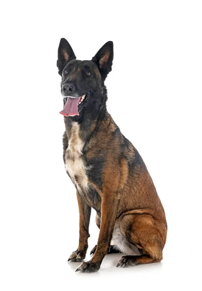 Belgischer Schäferhund Vor Weißem Hintergrund — Stockfoto