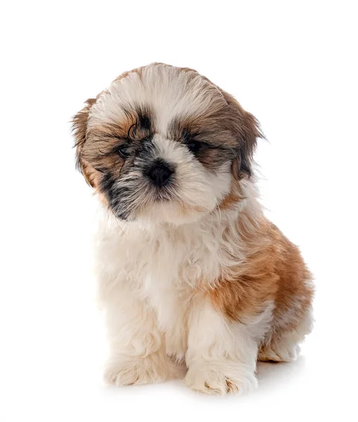 Kiskutya Shih Tzu Előtt Fehér Háttér — Stock Fotó