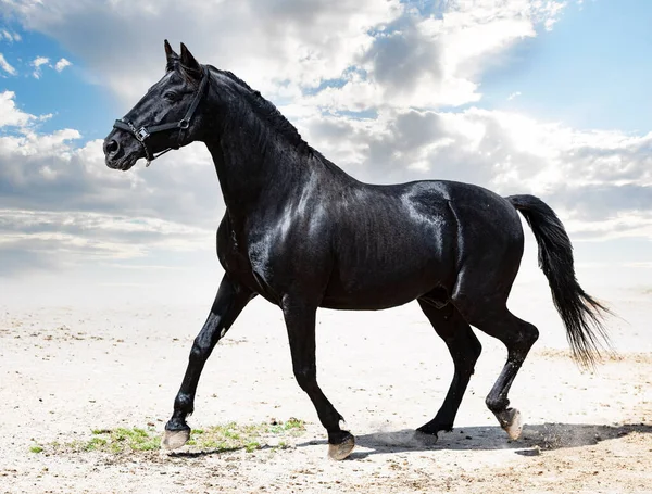 Portrait Black Stallion Nature — Stock fotografie