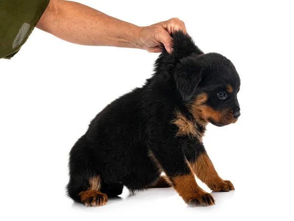 Puppy Raszuivere Rottweiler Voorkant Van Witte Achtergrond — Stockfoto